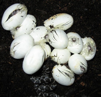 Eclosión de huevos de serpiente