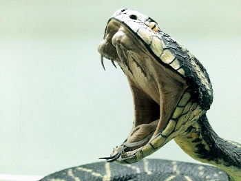 mordedura de serpiente