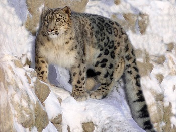 leopardo de las nieves en el hielo