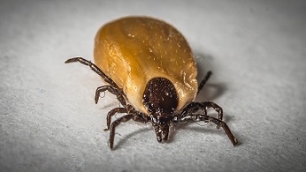 garrapata