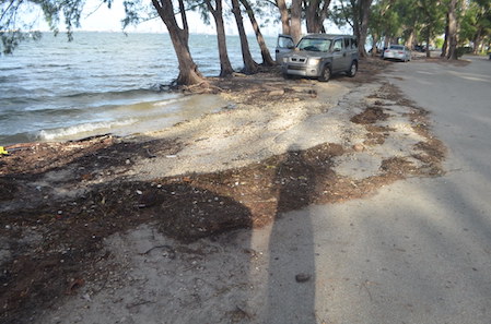 Fotografía de imagen con banco erosionado. Hay árboles libres en la orilla del río.