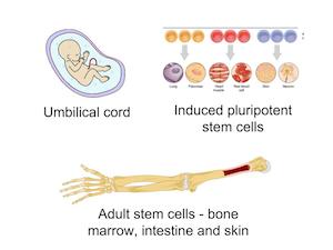 fontes de células-tronco