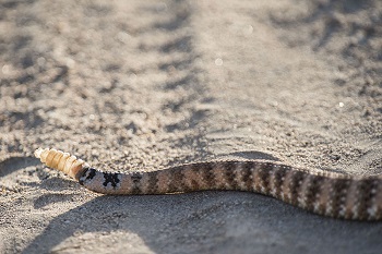 Sonajero de serpiente de cascabel
