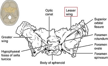esfenoides
