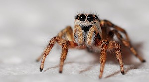 araña