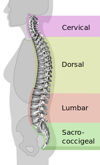 Columna espinal