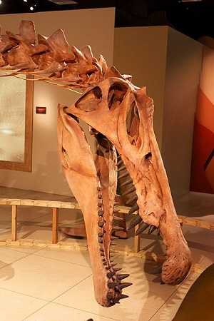 cráneo de spinosaurus