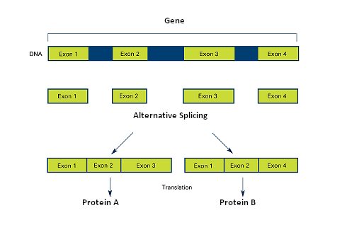 Splicing alternativo