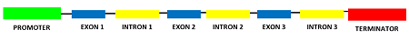 exones e intrones