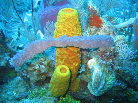 Una colección de esponjas, incluida una esponja amarilla grande con forma de barril, una esponja gris larga y delgada y esponjas grises delgadas y con forma de telaraña.
