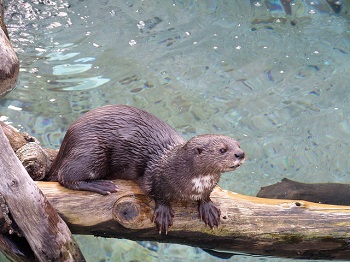 Nutria de cuello manchado