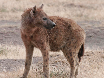 Una hiena manchada en África