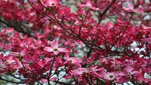 Primavera