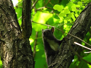 habitat