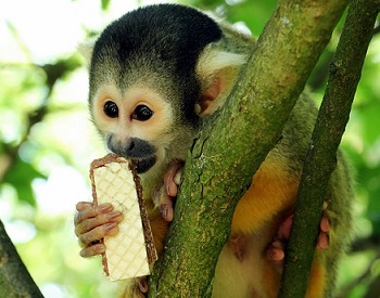Mono ardilla comiendo