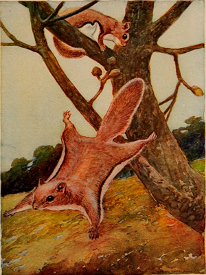 Un dibujo de dos ardillas voladoras.