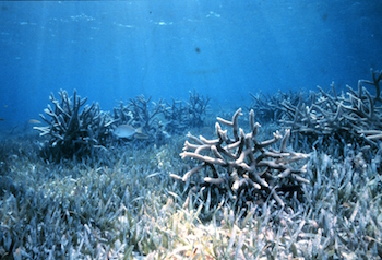 planta marina