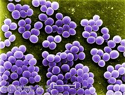 Bacterias estafilococos
