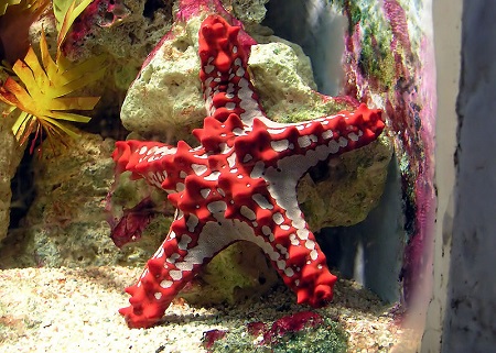 Una gran estrella de mar blanca (estrella de mar) con protuberancias prominentes de color rojo brillante a lo largo de la parte superior de cada brazo y alrededor del anillo central.