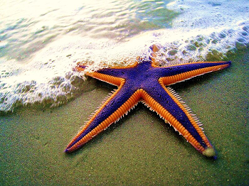 simetría radial estrella de mar