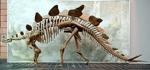 Esqueleto de estegosaurio