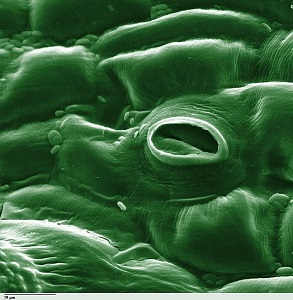 estoma vegetal