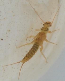 Stonefl