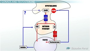 Detener la producción de testosterona