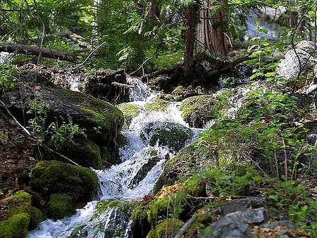 una imagen de un arroyo que corre sobre rocas cubiertas de musgo en un bosque