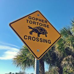 cruce de tortugas