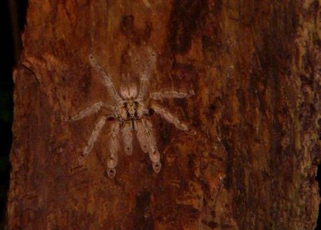 Fotografía en color de la araña babuino Featherleg