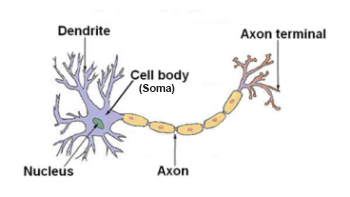 Neurona