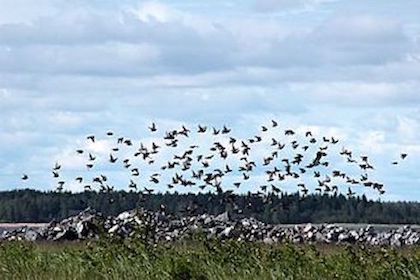 Un gran grupo de estorninos tomando vuelo.