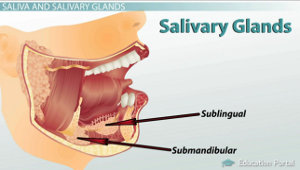 Glándulas sub salivales