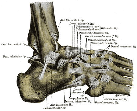 Una ilustración de la articulación subastragalina en relación con otros huesos del pie.