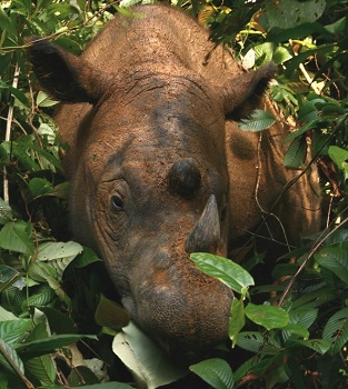 Hábitat del rinoceronte de Sumatra