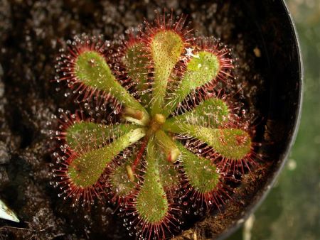 Fotografía en color de cerca de una pequeña planta de rocío de sol en maceta con hojas verdes y pelos rojos que tienen gotas pegajosas de líquido.