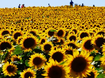 Un campo de flores con grandes pétalos amarillos.