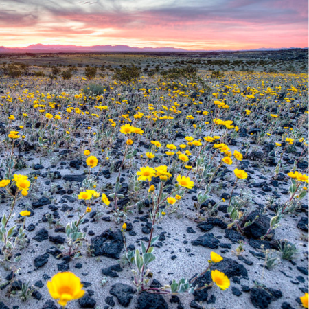 Flores amarillas florecen en un campo de arena blanca. Al fondo se ve una cadena montañosa y una puesta de sol rosa.