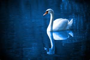 Imagen del reflejo de un cisne en el agua.