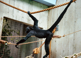 swingypper