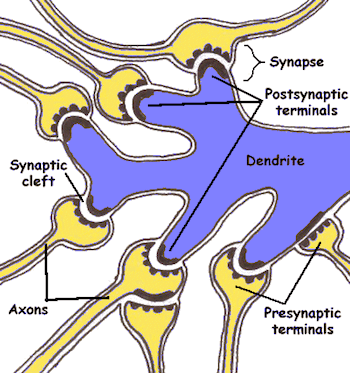 sinapsis