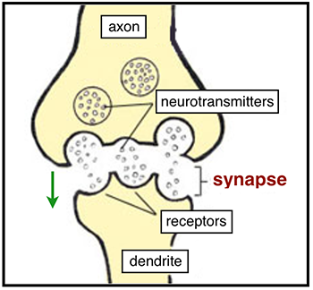 estructura de sinapsis