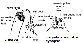 synapse_nerves