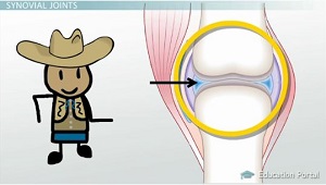 Articulación sinovial