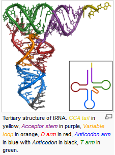 Figura 1: imagen de la estructura del tRNA