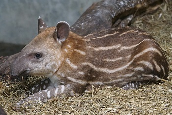 Tapir mamífero venezolano