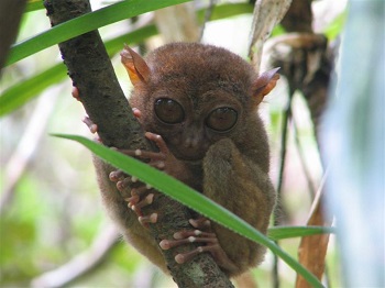 tarsier