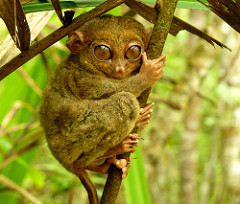 Tarsiers