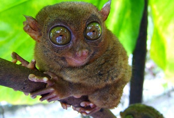 ojos de tarsier